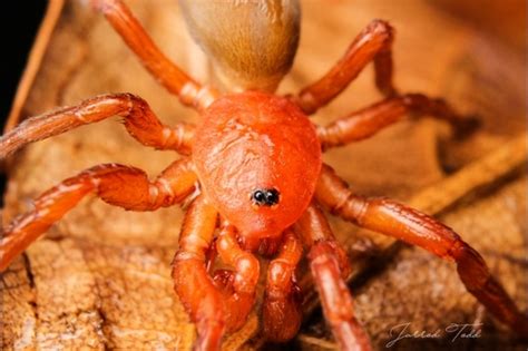 Caponiidae .